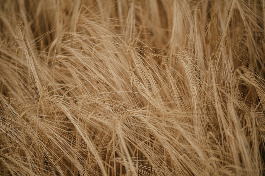 Photo Diet for Hair Growth