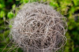 Photo Prevent Grey Hair Naturally