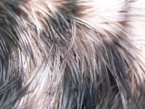 Photo Grey Hair Myths