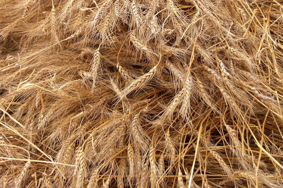 Photo Oily Scalp